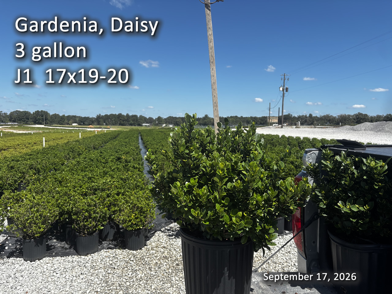 gallery/gdai3 j1 sept17.jpg